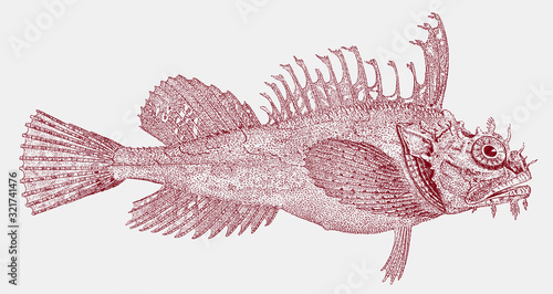 Sea raven hemitripterus americanus, a fish from the Northwest Atlantic Ocean