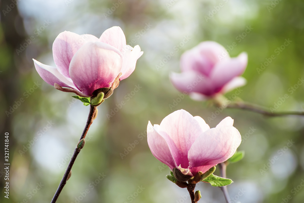 Obraz premium Magnolia spring flowers