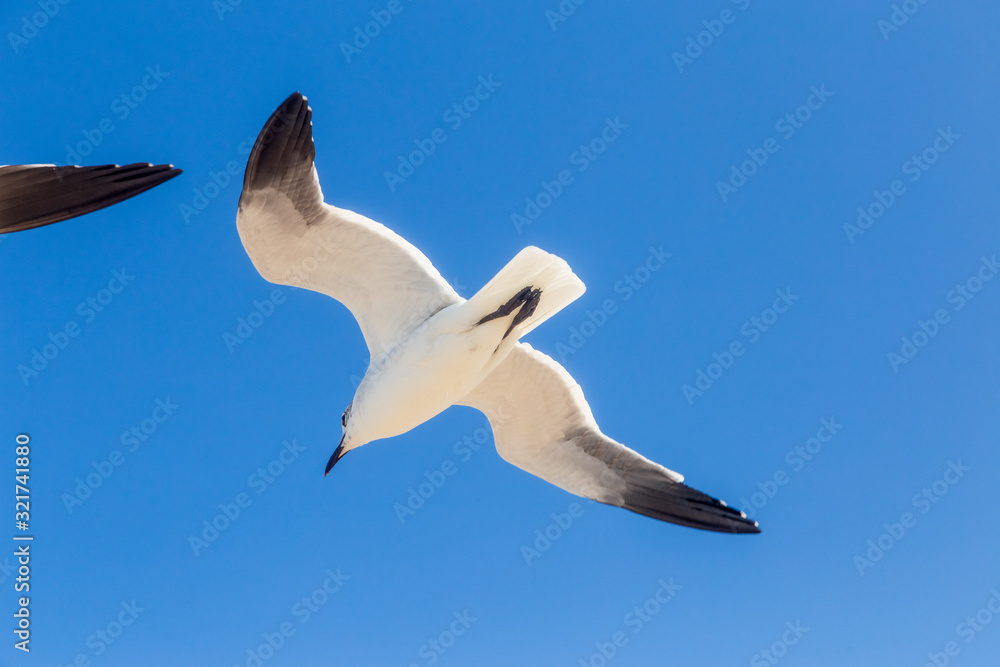 aves aves