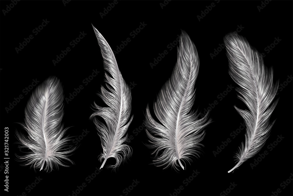 Obraz premium Set of silver feather. Vector illustration.