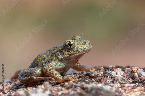 Common midwife toad - Alytes obstetricans © Marek R. Swadzba