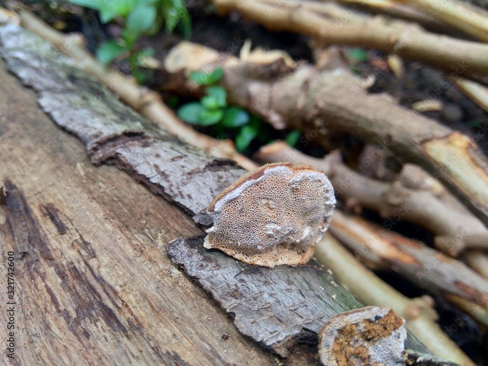 The exotic poisonous mushroom in the nature background The exotic poisonous mushroom in the nature background