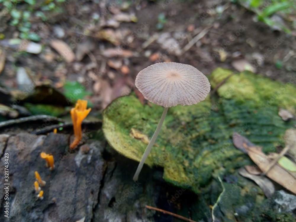 Fototapeta premium The exotic poisonous mushroom in the nature background
