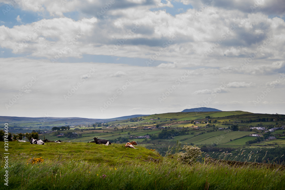 Naklejka premium Cows lying in lush green pasture with distant hills in background.