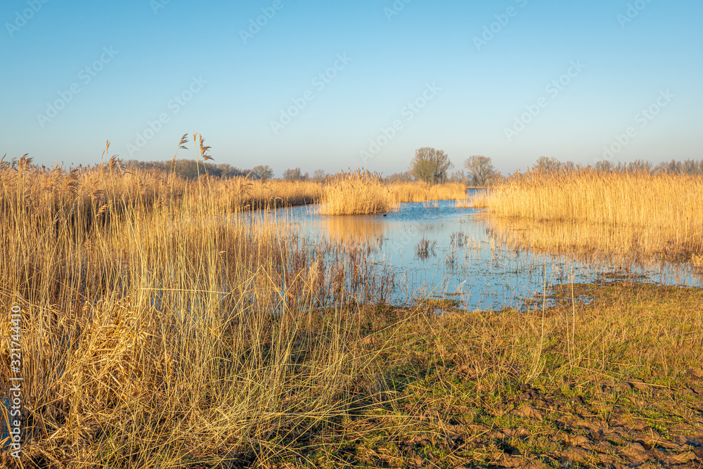 Yellowed reeds in a Dutch nature reserve Yellowed reeds in a Dutch nature reserve