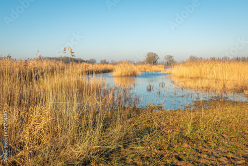 Yellowed reeds in a Dutch nature reserve