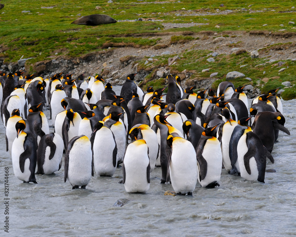 Obraz premium King penguins in South Georgia