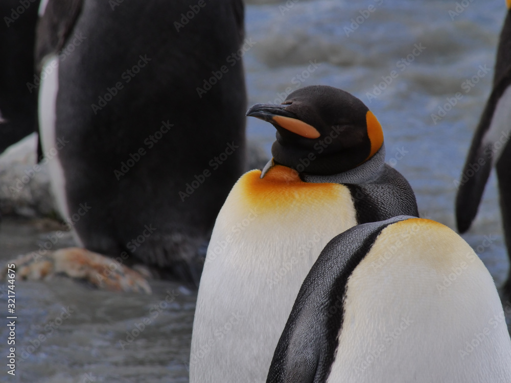 Fototapeta premium King penguins in South Georgia