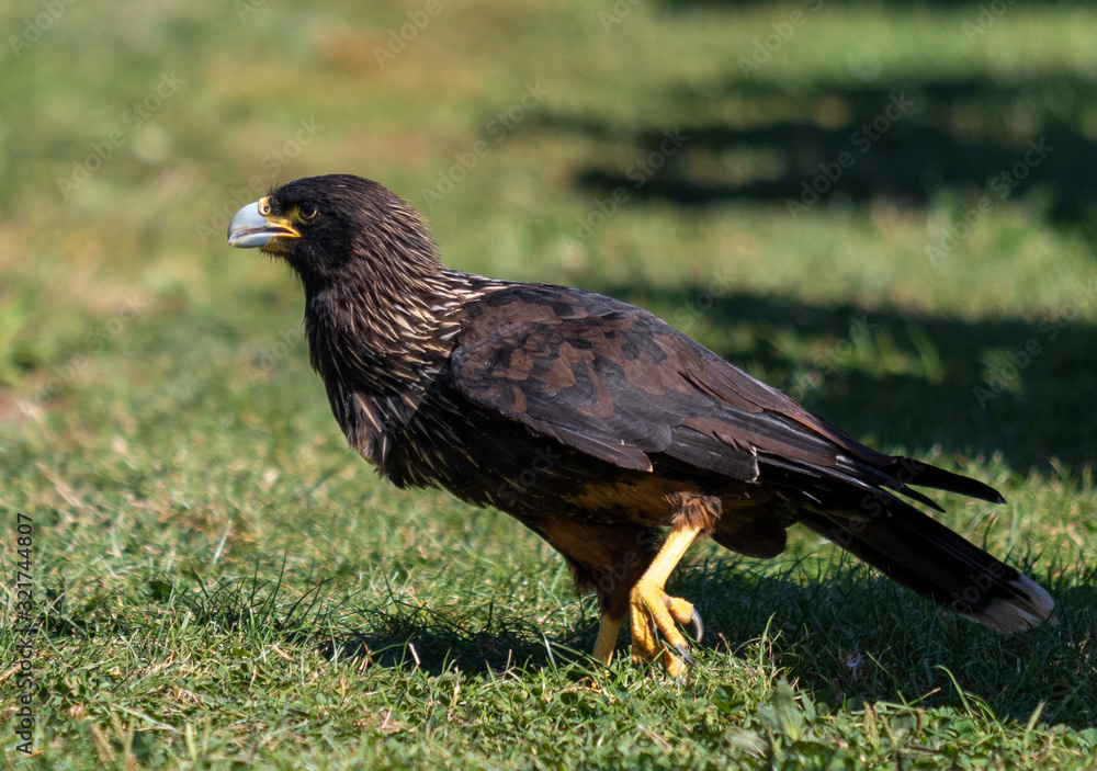 Fototapeta premium caracara