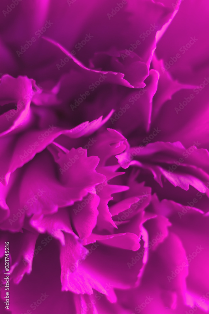 Pink carnation flower close-up. Macro, soft focus,out of focus. Abstract floral background.Vertical photo.