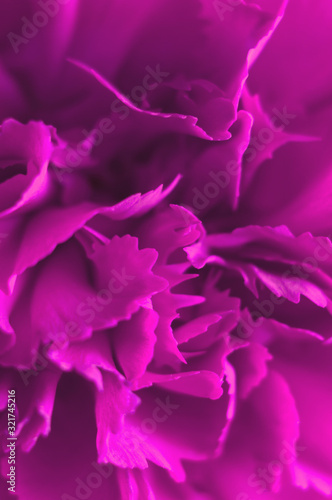 Pink carnation flower close-up. Macro, soft focus,out of focus. Abstract floral background.Vertical photo.