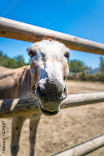 фотографія Two donkeys