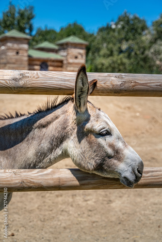 Принти на полотні Two donkeys