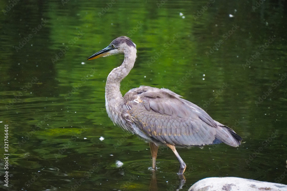Fototapeta premium great blue heron