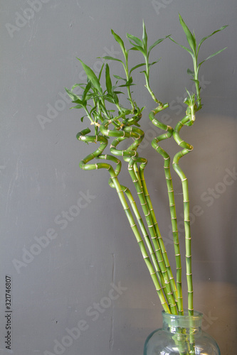 Glass vase of Lucky bamboo  Belgian evergreen on gray wall backdrop  selective focus