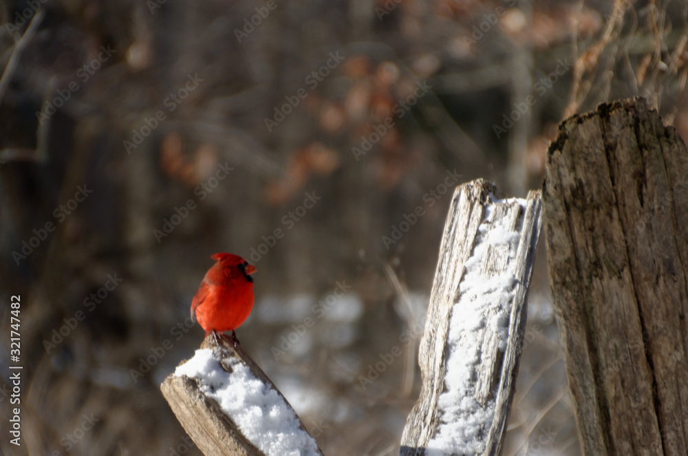 Northern Cardinal (Cardinalis cardinalis) Male Northern Cardinal (Cardinalis cardinalis) Male