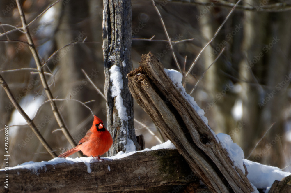 Northern Cardinal (Cardinalis cardinalis) Male Northern Cardinal (Cardinalis cardinalis) Male