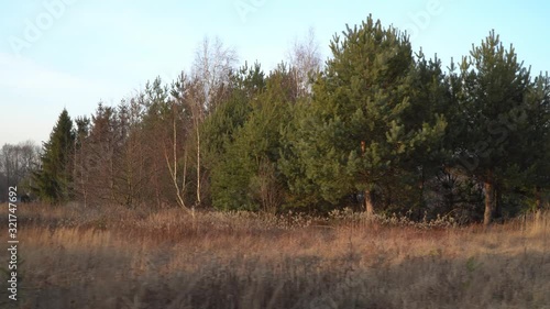 Wasteland in the old village. Dry, yellow grass on the background of the old forest
