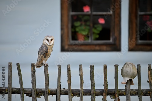 Barn owl (Tyto alba)  sitting on a wooden fence