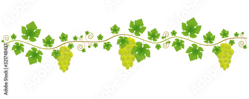 Ornament of a vine with a branch, leaves and bunches with berries on a white background. Decorative element for your design.