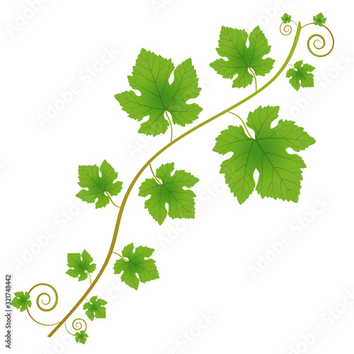 Grapevine branch with leaves on a white background. Decorative element for your design.