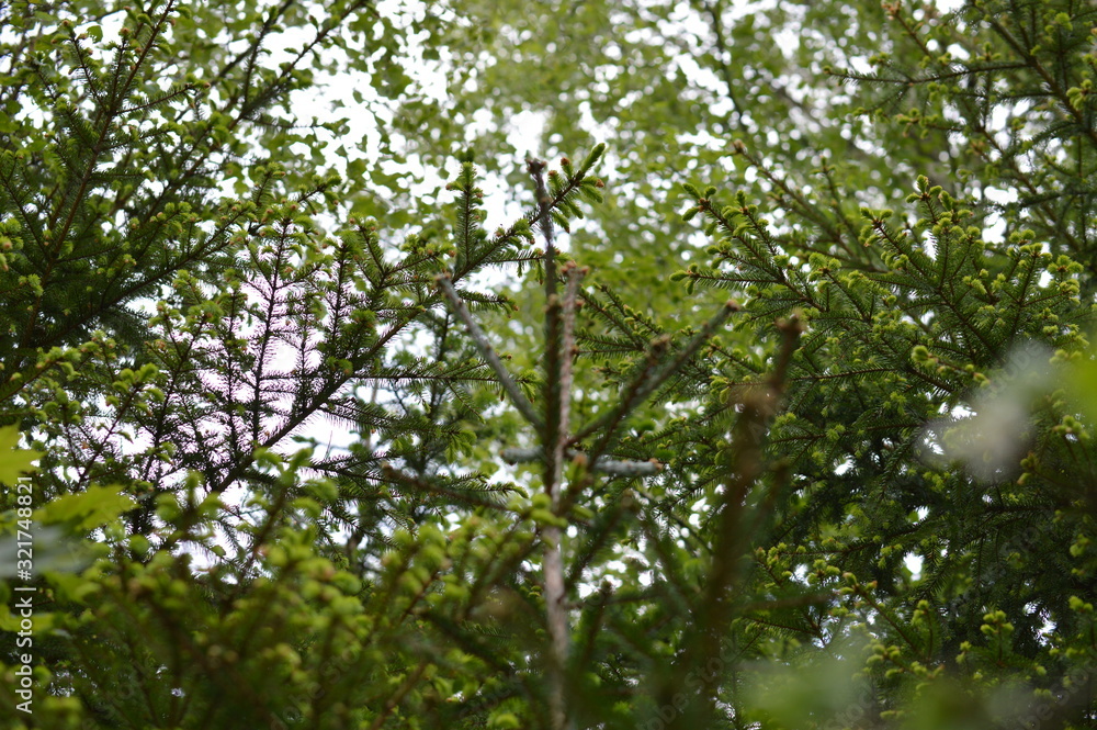 Fototapeta premium Green leafs