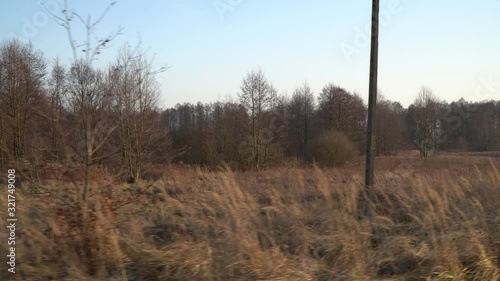 Wasteland in the old village. Dry, yellow grass on the background of the old forest