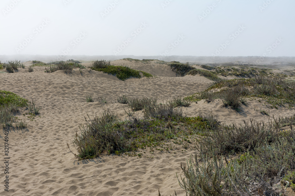 Sand dunes fog and vegetation at 10 mile beach fort bragg california  .