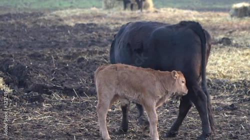 Crazy calf cows durning winter