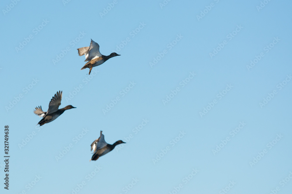 Obraz premium Flock of mallard duck male drakes flying .