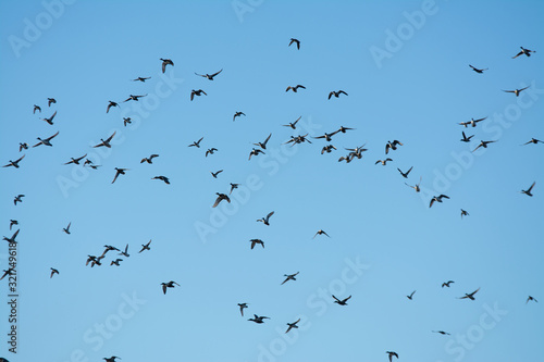 Large flock of mixed ducks flying .