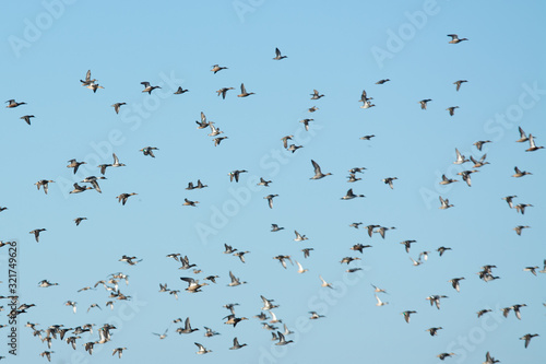 Large flock of mixed ducks flying . © MikeFusaro