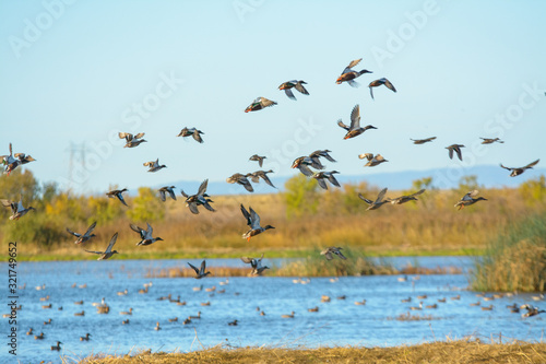 Flock of mallard duck male drakes flying .