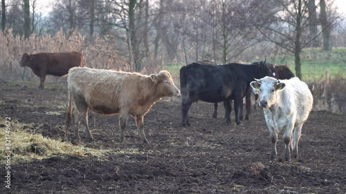 Cows during the frost in Central Europe, visible breath