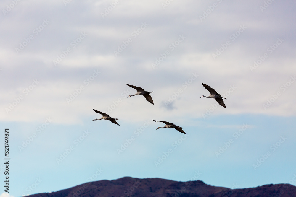 Group of four sandhill cranes flying in the blue sky at Bosque del Apache National Wildlife Refuge, New Mexico, USA