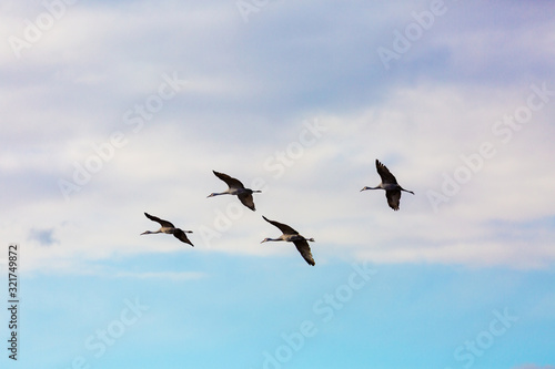 Group of four sandhill cranes flying in the blue sky at Bosque del Apache National Wildlife Refuge, New Mexico, USA © Gabi