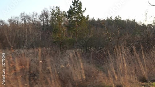 Wasteland in the old village. Dry, yellow grass on the background of the old forest