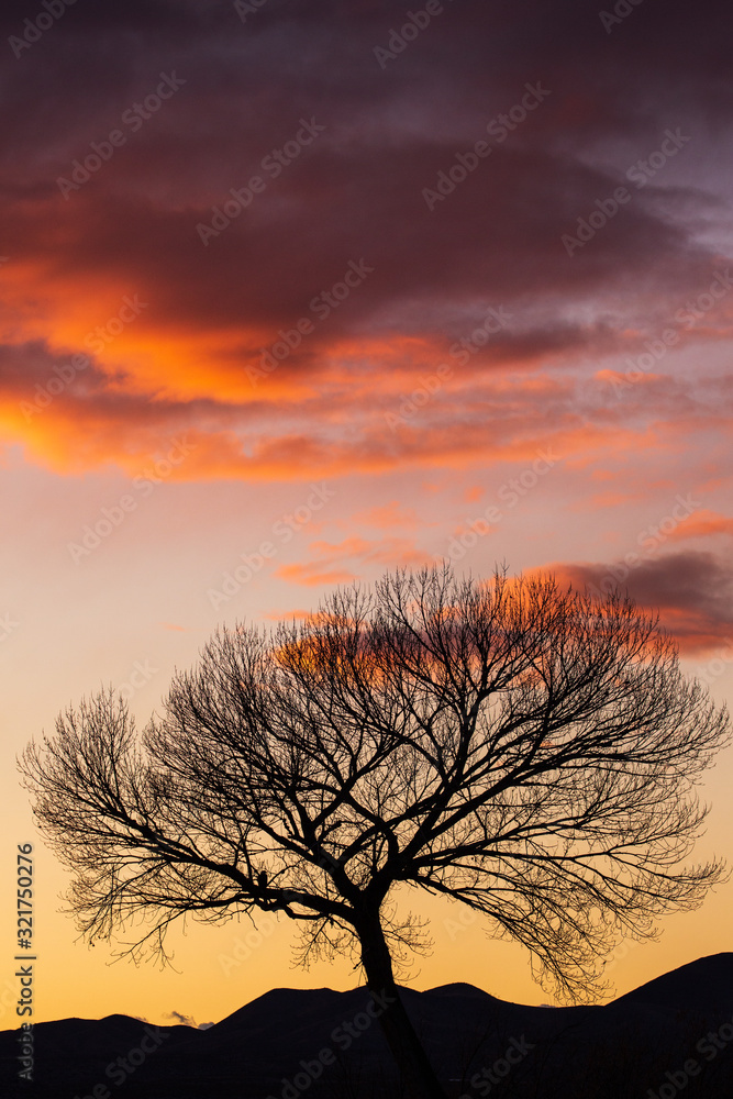 Silhouette of a tree with an eagle in the branches at sunrise or sunset