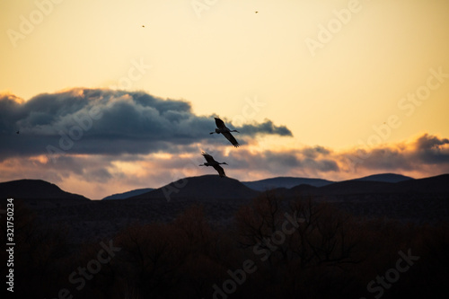 Group of sandhill cranes flying in the sky at sunrise or sunset at Bosque del Apache National Wildlife Refuge, New Mexico, USA