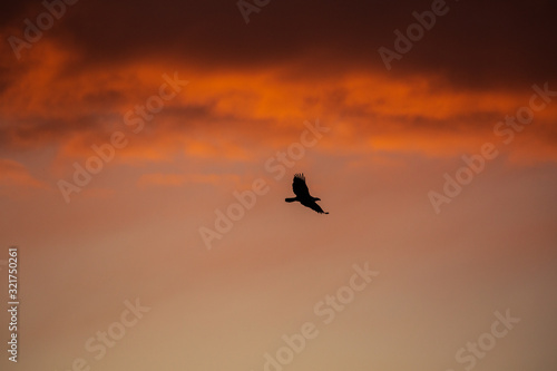 Silhouette of a hawk flying at sunset or sunrise against a pink and orange cloudy sky © Gabi