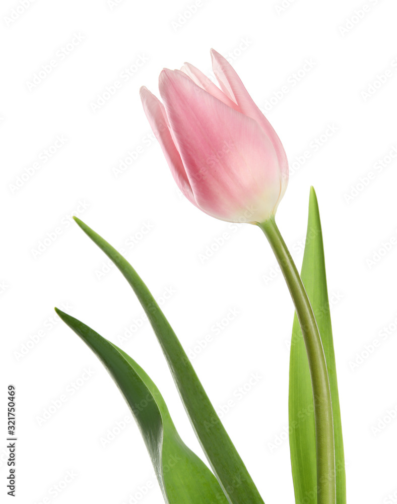Beautiful pink spring tulip on white background Beautiful pink spring tulip on white background