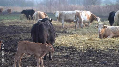 Crazy calf cows durning winter