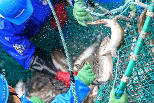 fishermen capturing salmon with net in Rausu, Hokkaido, Japan photo