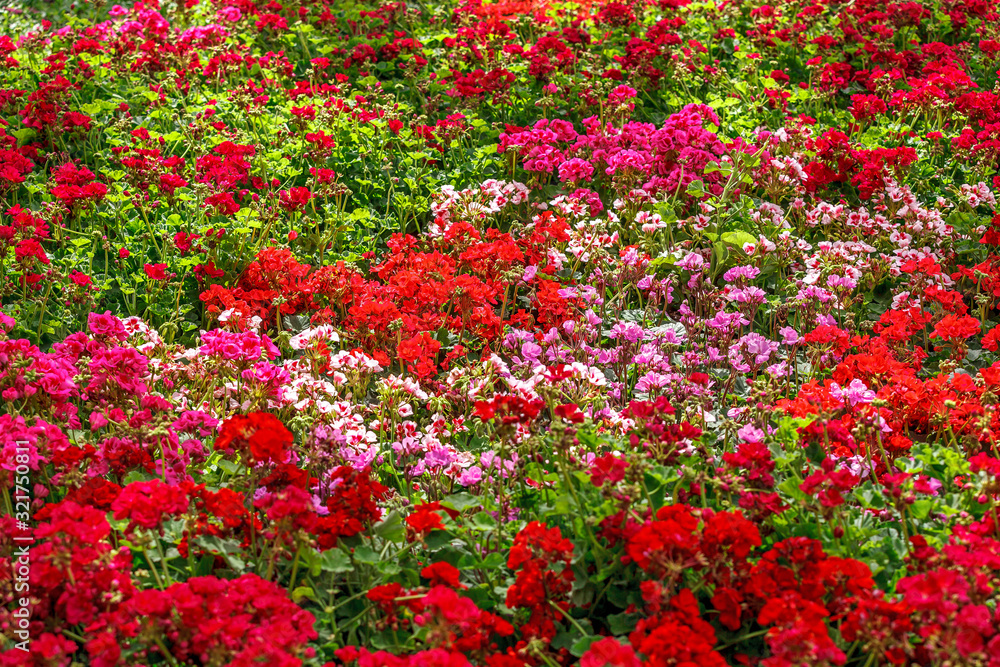 mixed colors of geraniums in garden