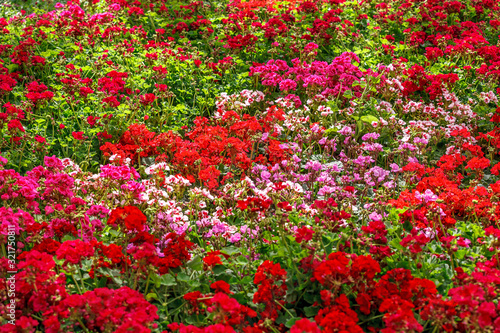 mixed colors of geraniums in garden