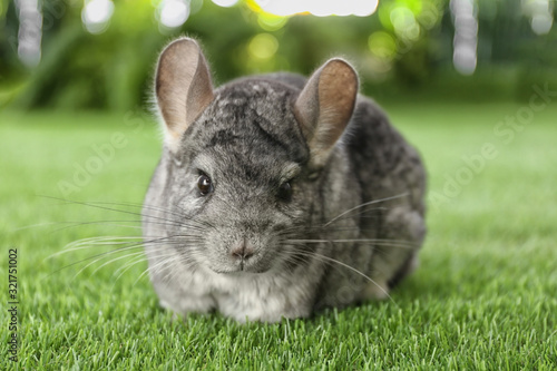 Cute funny grey chinchilla on green grass, closeup photo