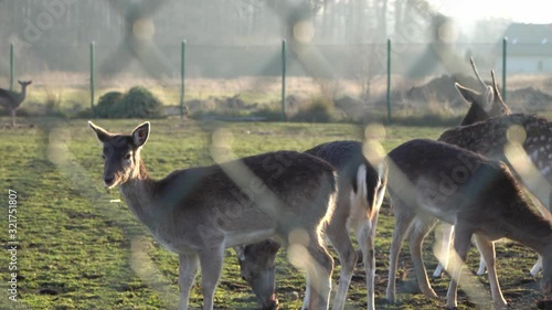 Wild animals trapped in captivity during sunset.