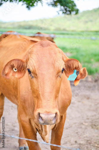 Brahman and dairy cows and calves in a green grassy paddock outside of Mackay region in North Queensland