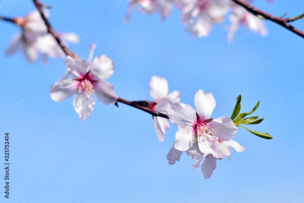 Flores de almendro con gotas de rocío en febrero Flores de almendro con gotas de rocío en febrero