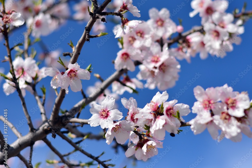 Flores de almendro con gotas de rocío en febrero Flores de almendro con gotas de rocío en febrero